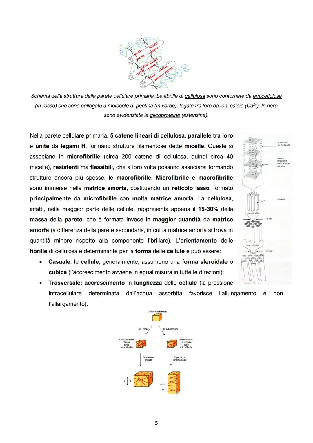 I.
La cellula vegetale: parete e membrana
●
●
● Crescita limitata;
Mobilità;
Numerosi organi e apparati
(organismi pluricellulari con un
det