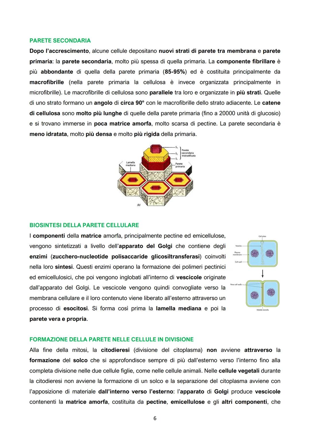 I.
La cellula vegetale: parete e membrana
●
●
● Crescita limitata;
Mobilità;
Numerosi organi e apparati
(organismi pluricellulari con un
det