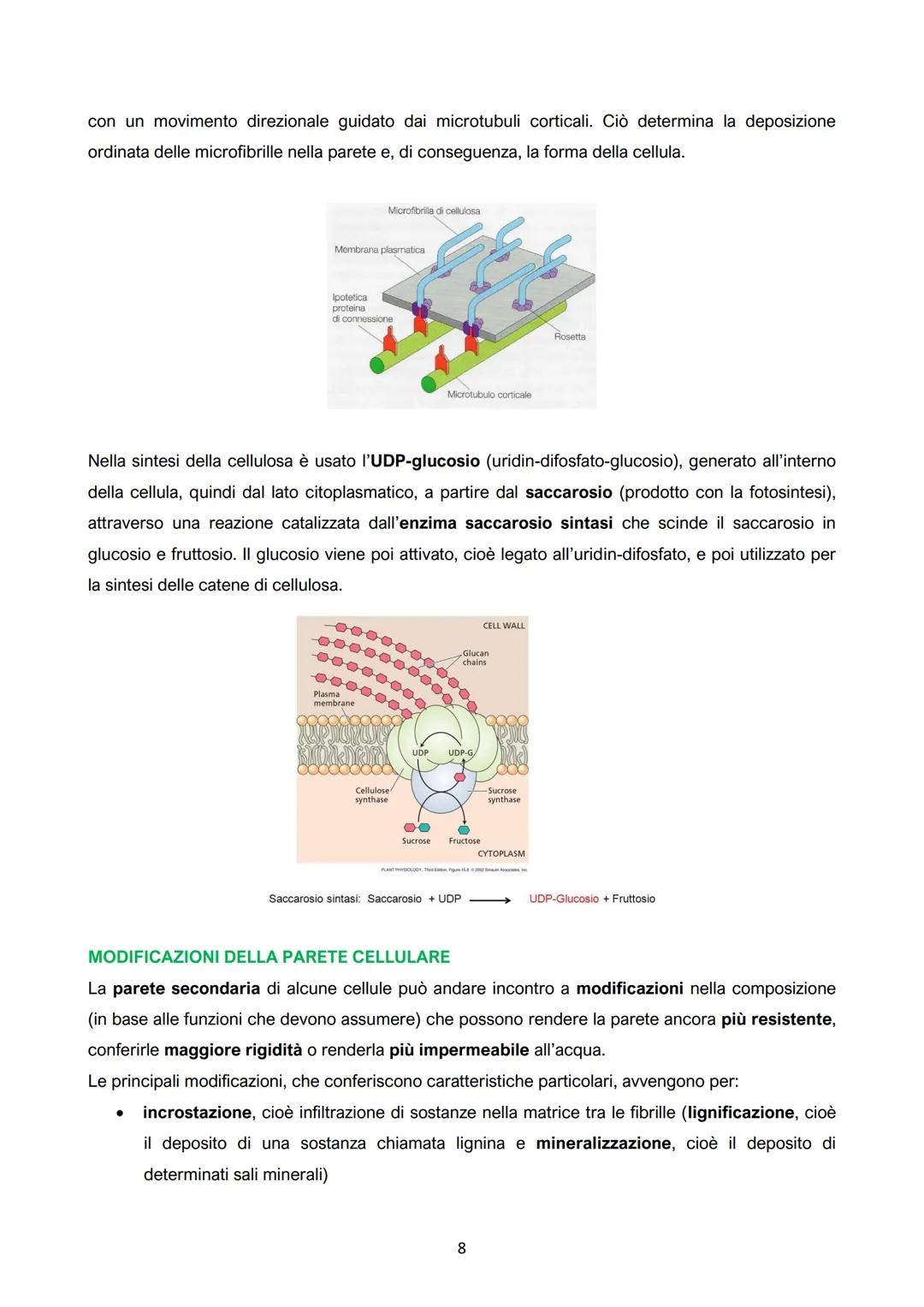 I.
La cellula vegetale: parete e membrana
●
●
● Crescita limitata;
Mobilità;
Numerosi organi e apparati
(organismi pluricellulari con un
det