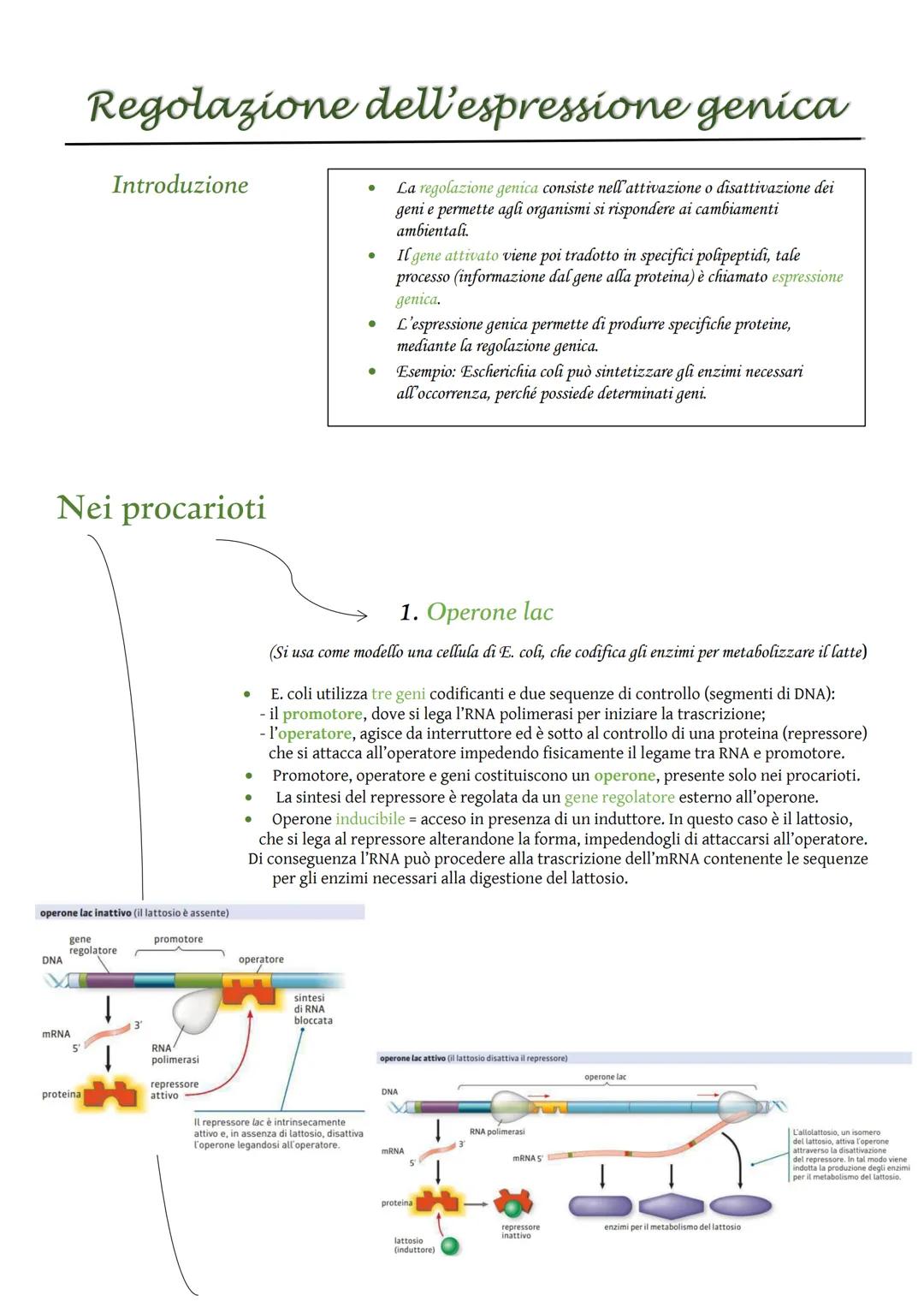 Nei procarioti
DNA
Regolazione dell'espressione genica
La regolazione genica consiste nell'attivazione o disattivazione dei
geni e permette 
