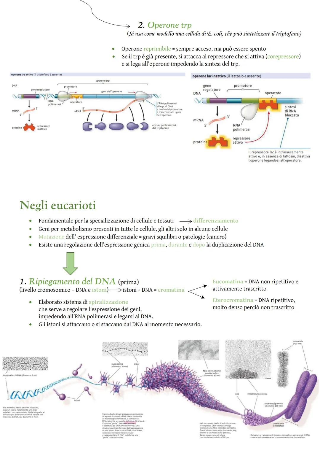 Nei procarioti
DNA
Regolazione dell'espressione genica
La regolazione genica consiste nell'attivazione o disattivazione dei
geni e permette 