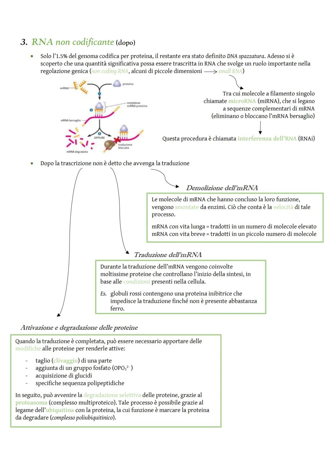 Nei procarioti
DNA
Regolazione dell'espressione genica
La regolazione genica consiste nell'attivazione o disattivazione dei
geni e permette 