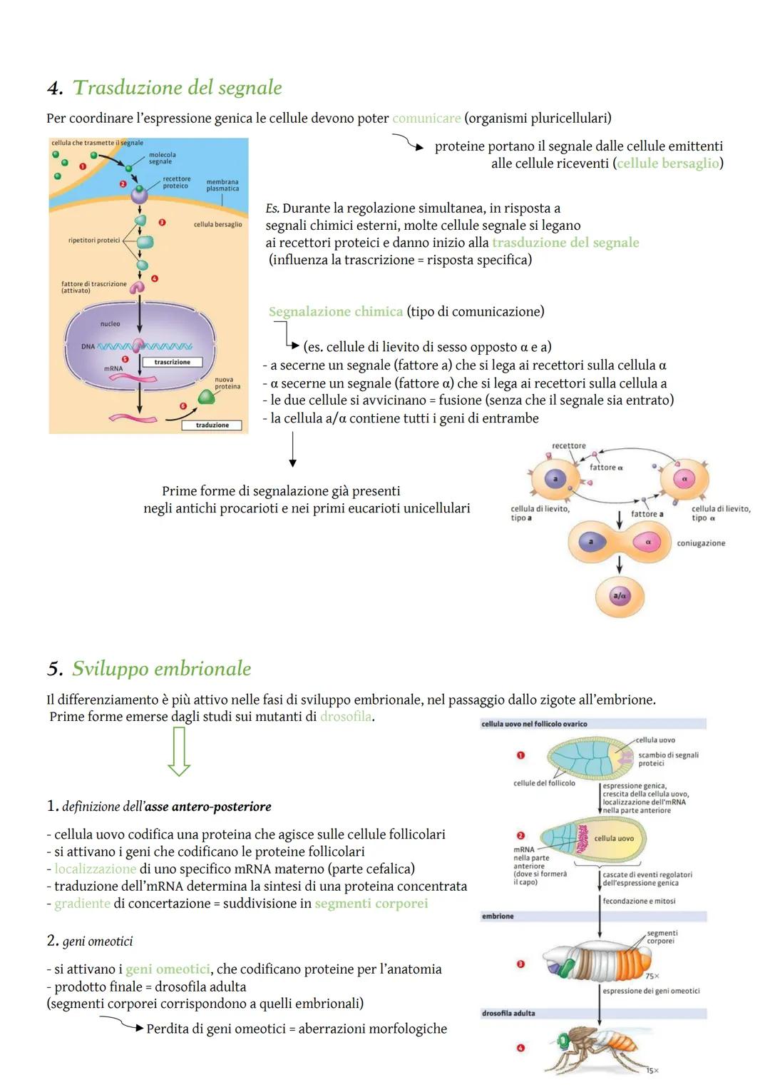 Nei procarioti
DNA
Regolazione dell'espressione genica
La regolazione genica consiste nell'attivazione o disattivazione dei
geni e permette 