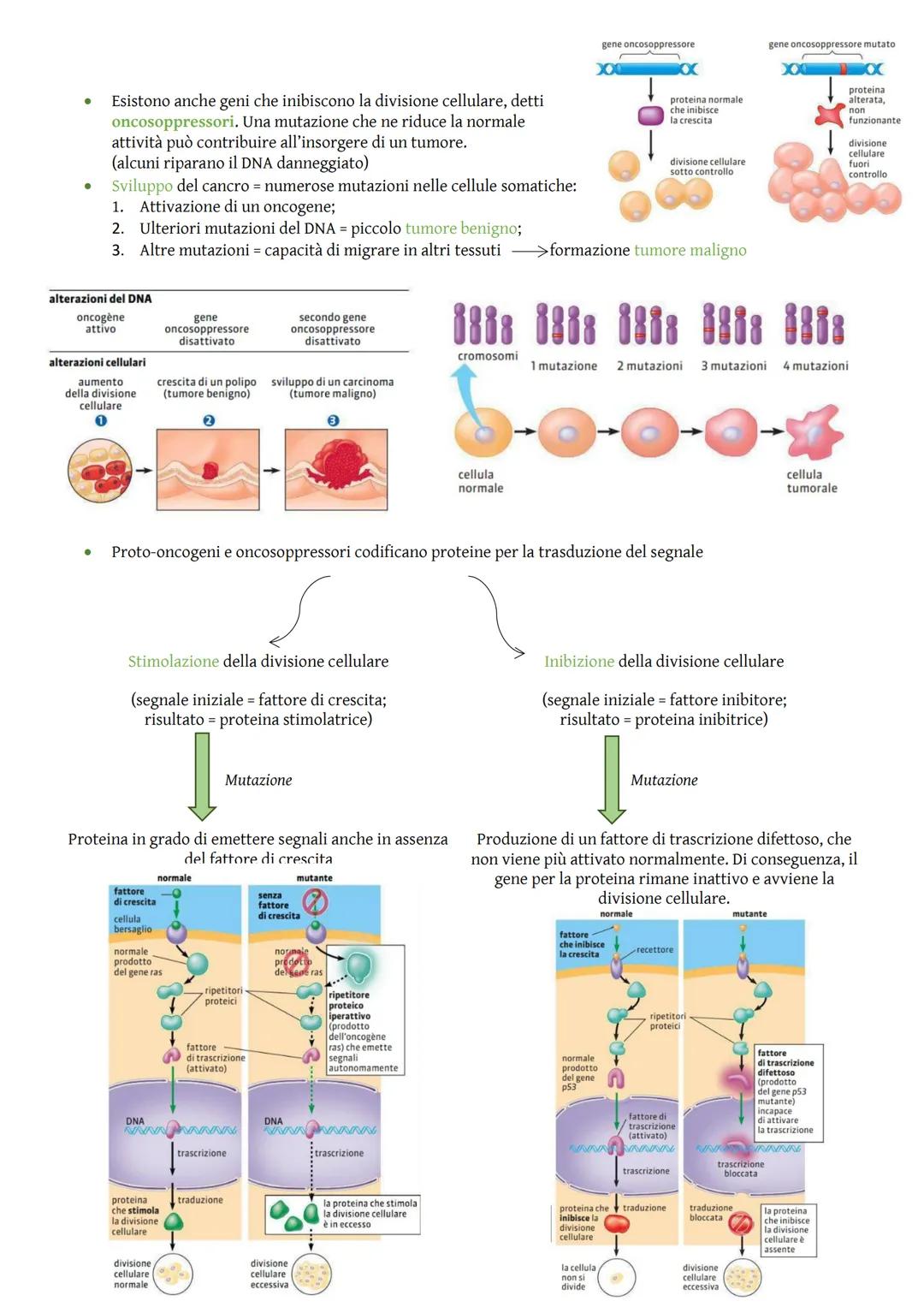 Nei procarioti
DNA
Regolazione dell'espressione genica
La regolazione genica consiste nell'attivazione o disattivazione dei
geni e permette 