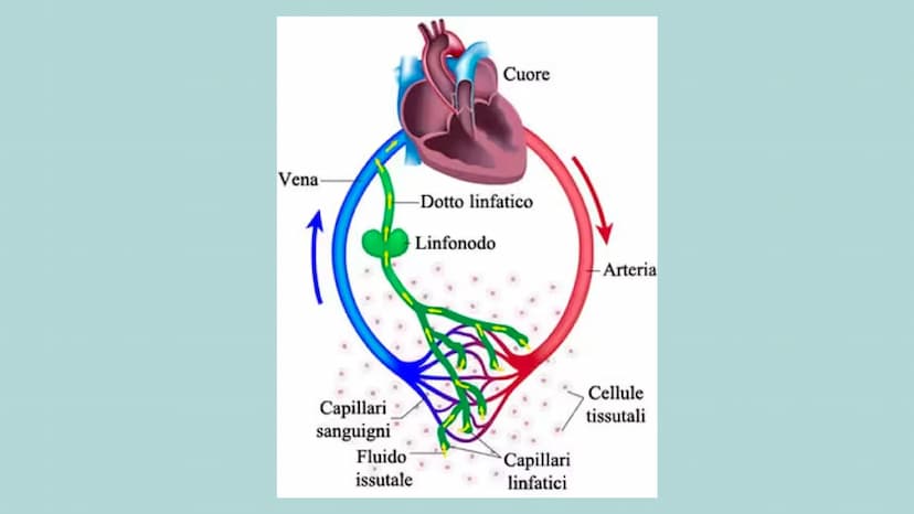 in
12
er
APPARATO CARDIOCIRCOLATORIO
MAGGIONI SOFIA
MISCOV LOREDANA
PINOS LUCREZIA
QUAGLIA ALESSIA
VERGA ANNA www
●
●
INDICE
COS'È?
LE VARIE