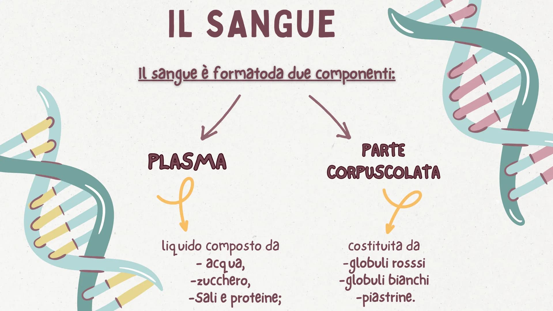 in
12
er
APPARATO CARDIOCIRCOLATORIO
MAGGIONI SOFIA
MISCOV LOREDANA
PINOS LUCREZIA
QUAGLIA ALESSIA
VERGA ANNA www
●
●
INDICE
COS'È?
LE VARIE