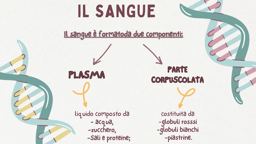 in
12
er
APPARATO CARDIOCIRCOLATORIO
MAGGIONI SOFIA
MISCOV LOREDANA
PINOS LUCREZIA
QUAGLIA ALESSIA
VERGA ANNA www
●
●
INDICE
COS'È?
LE VARIE