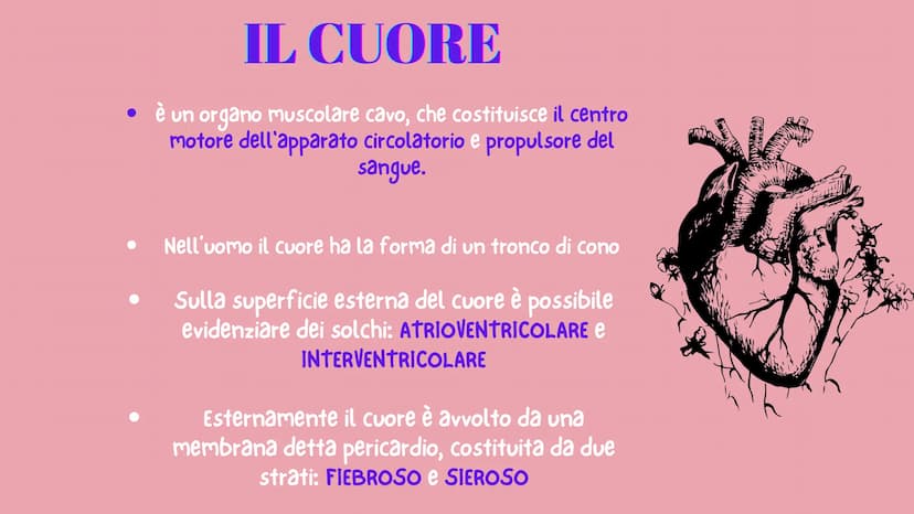 in
12
er
APPARATO CARDIOCIRCOLATORIO
MAGGIONI SOFIA
MISCOV LOREDANA
PINOS LUCREZIA
QUAGLIA ALESSIA
VERGA ANNA www
●
●
INDICE
COS'È?
LE VARIE