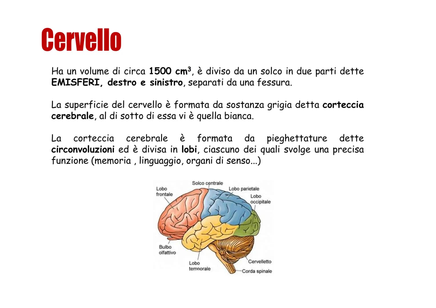 Sistema nervoso Funzioni
Il sistema nervoso è costituito da una serie di
organi che servono a:
Opercepire gli impulsi (informazioni) che
ven