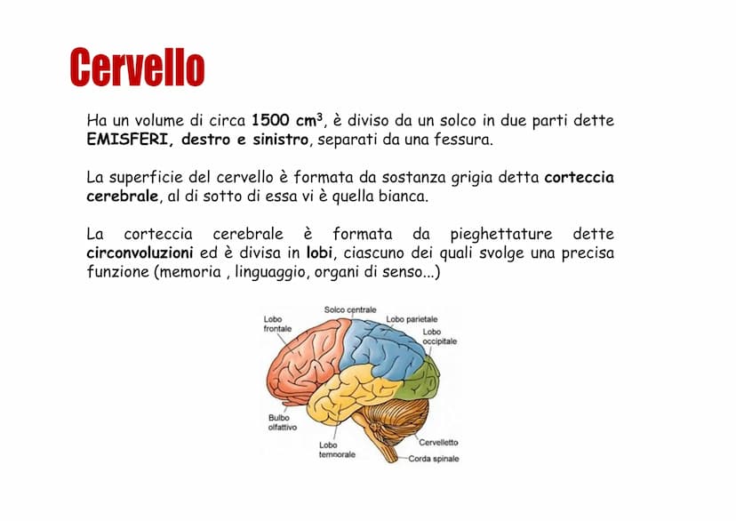 Sistema nervoso Funzioni
Il sistema nervoso è costituito da una serie di
organi che servono a:
Opercepire gli impulsi (informazioni) che
ven