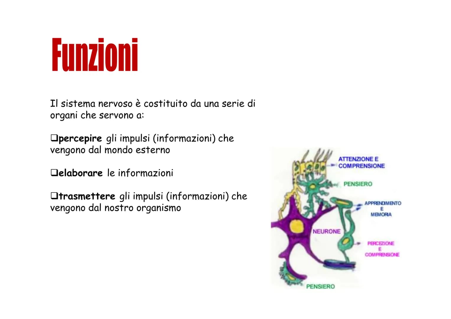 Sistema nervoso Funzioni
Il sistema nervoso è costituito da una serie di
organi che servono a:
Opercepire gli impulsi (informazioni) che
ven