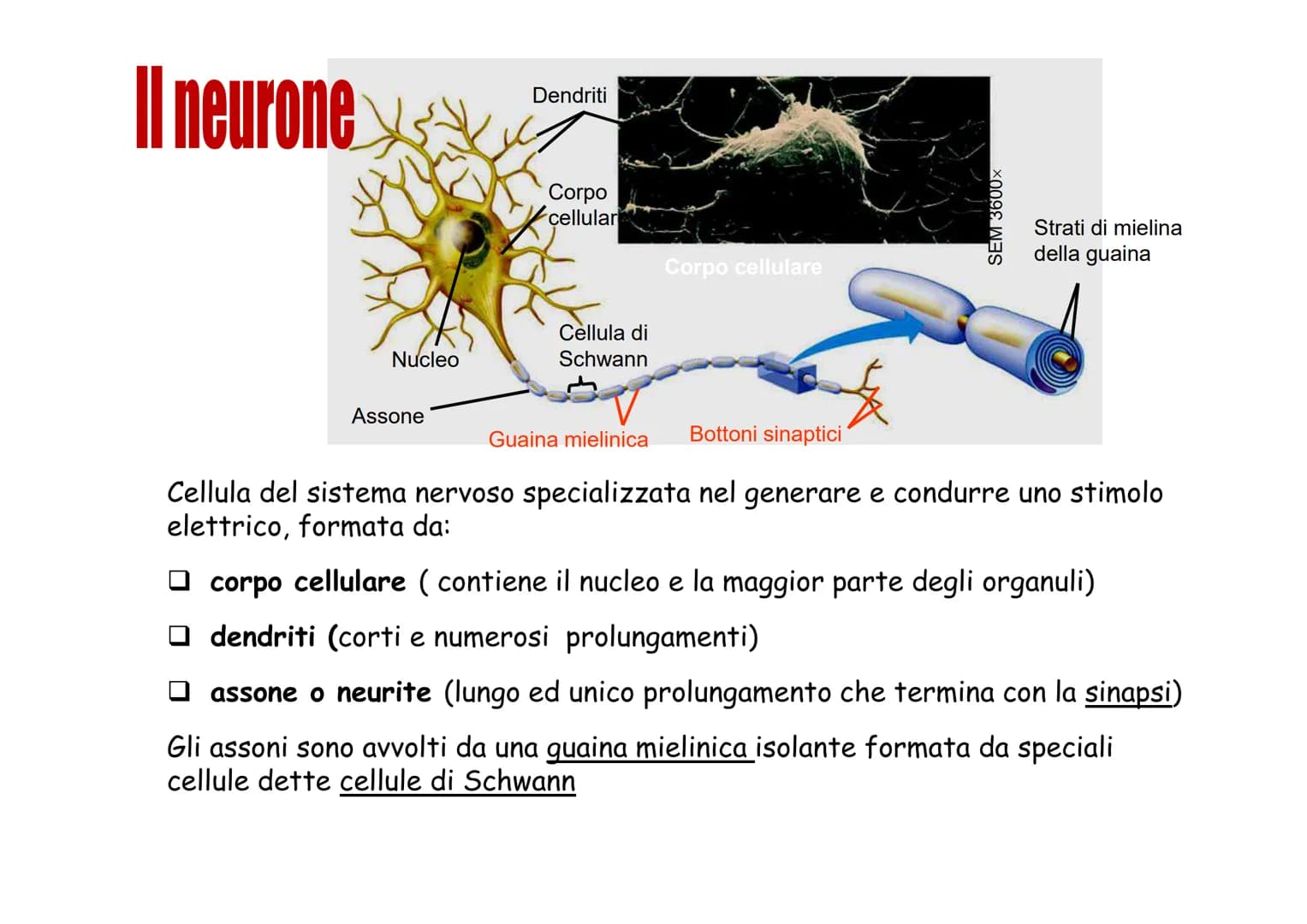 Sistema nervoso Funzioni
Il sistema nervoso è costituito da una serie di
organi che servono a:
Opercepire gli impulsi (informazioni) che
ven