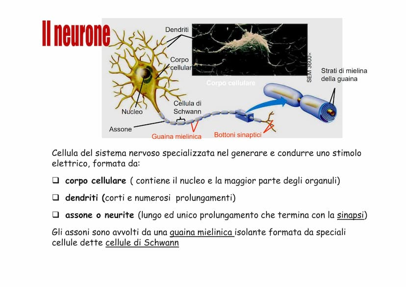 Sistema nervoso Funzioni
Il sistema nervoso è costituito da una serie di
organi che servono a:
Opercepire gli impulsi (informazioni) che
ven