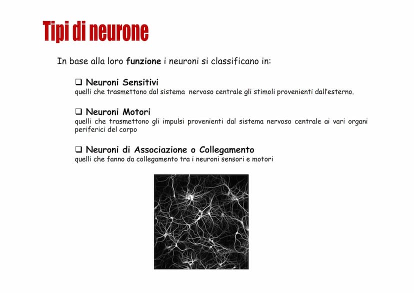Sistema nervoso Funzioni
Il sistema nervoso è costituito da una serie di
organi che servono a:
Opercepire gli impulsi (informazioni) che
ven