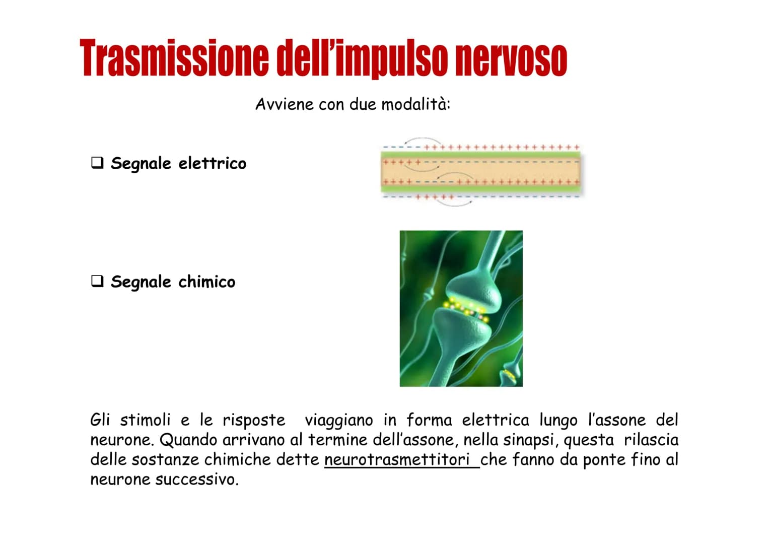 Sistema nervoso Funzioni
Il sistema nervoso è costituito da una serie di
organi che servono a:
Opercepire gli impulsi (informazioni) che
ven