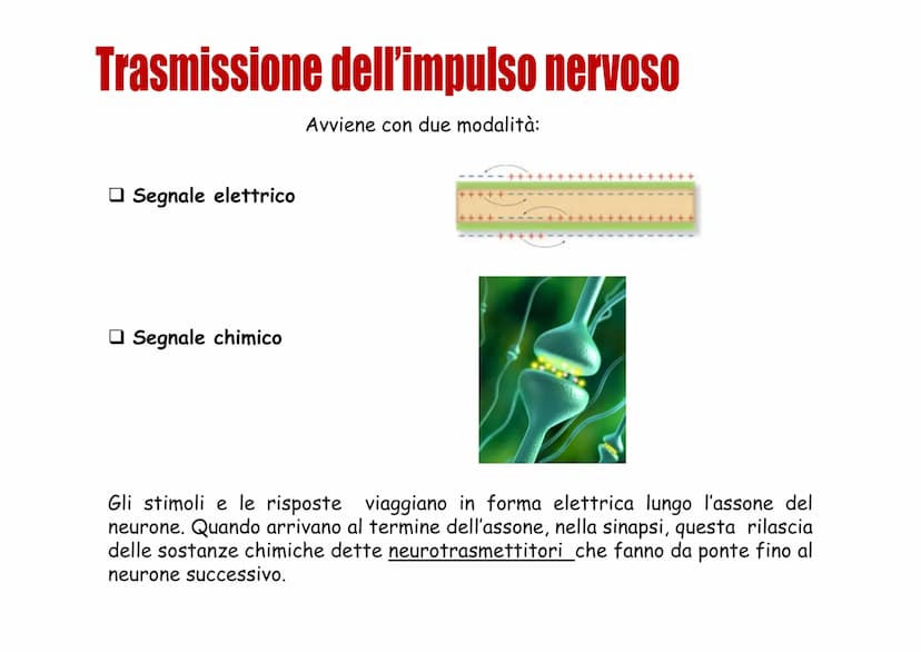 Sistema nervoso Funzioni
Il sistema nervoso è costituito da una serie di
organi che servono a:
Opercepire gli impulsi (informazioni) che
ven