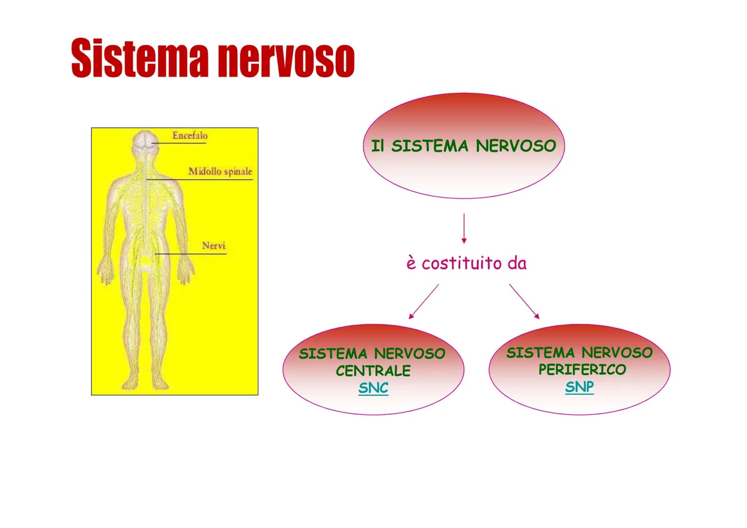 Sistema nervoso Funzioni
Il sistema nervoso è costituito da una serie di
organi che servono a:
Opercepire gli impulsi (informazioni) che
ven