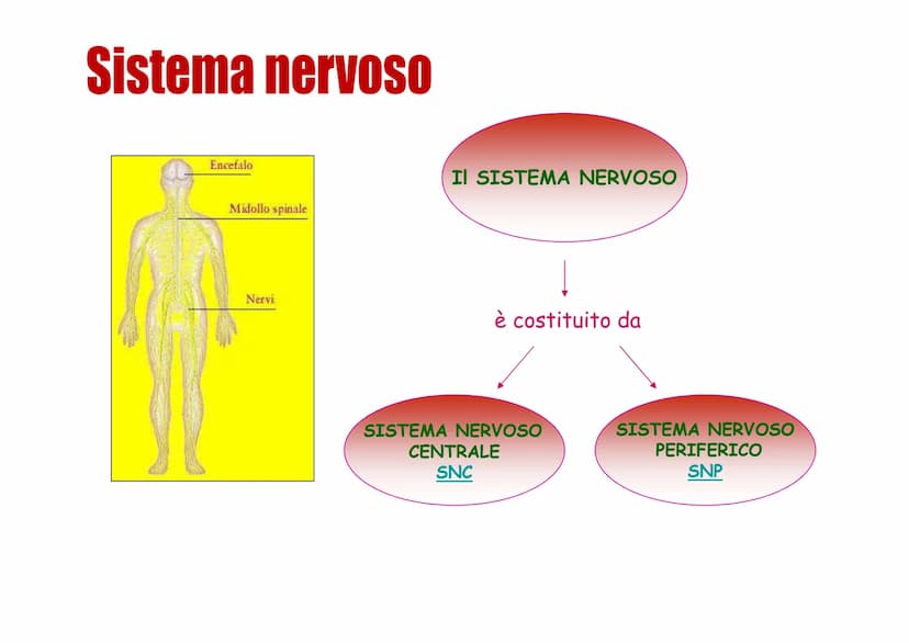 Sistema nervoso Funzioni
Il sistema nervoso è costituito da una serie di
organi che servono a:
Opercepire gli impulsi (informazioni) che
ven