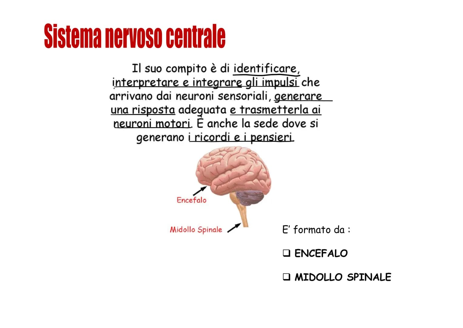 Sistema nervoso Funzioni
Il sistema nervoso è costituito da una serie di
organi che servono a:
Opercepire gli impulsi (informazioni) che
ven