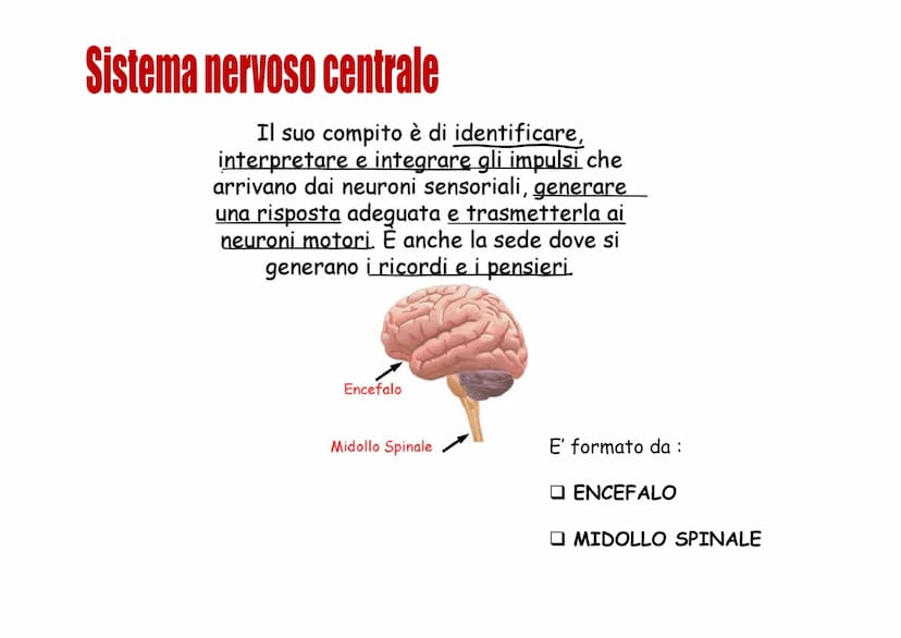 Sistema nervoso Funzioni
Il sistema nervoso è costituito da una serie di
organi che servono a:
Opercepire gli impulsi (informazioni) che
ven