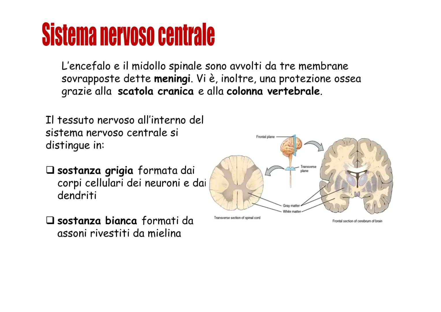 Sistema nervoso Funzioni
Il sistema nervoso è costituito da una serie di
organi che servono a:
Opercepire gli impulsi (informazioni) che
ven