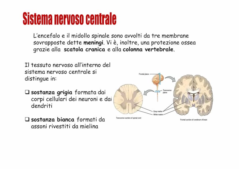 Sistema nervoso Funzioni
Il sistema nervoso è costituito da una serie di
organi che servono a:
Opercepire gli impulsi (informazioni) che
ven