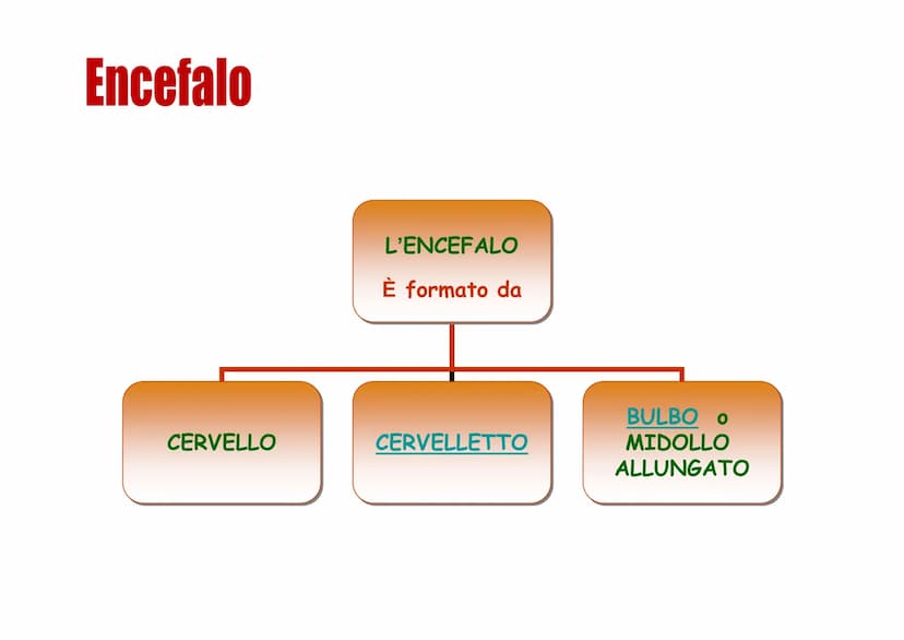 Sistema nervoso Funzioni
Il sistema nervoso è costituito da una serie di
organi che servono a:
Opercepire gli impulsi (informazioni) che
ven
