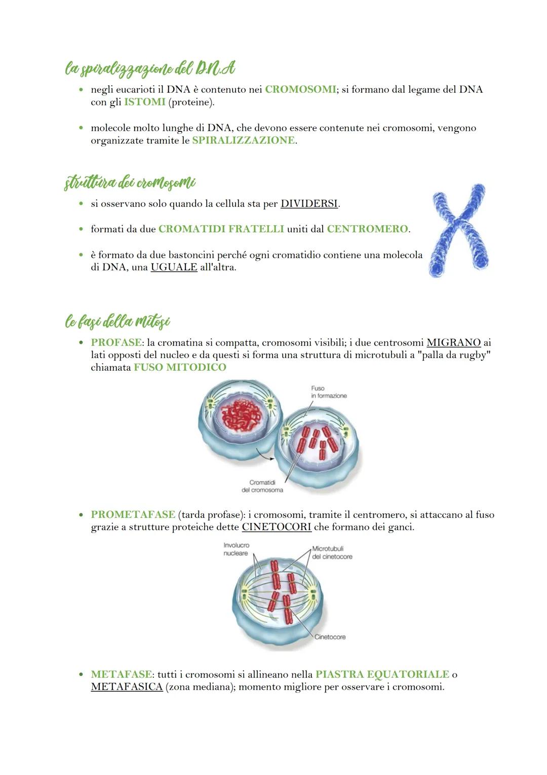 la divisione cellulare
venerdì 19 maggio 2023 17:55
• in organismi UNICELLULARI, la divisione cellulare crea un nuovo organismo; in un
organ
