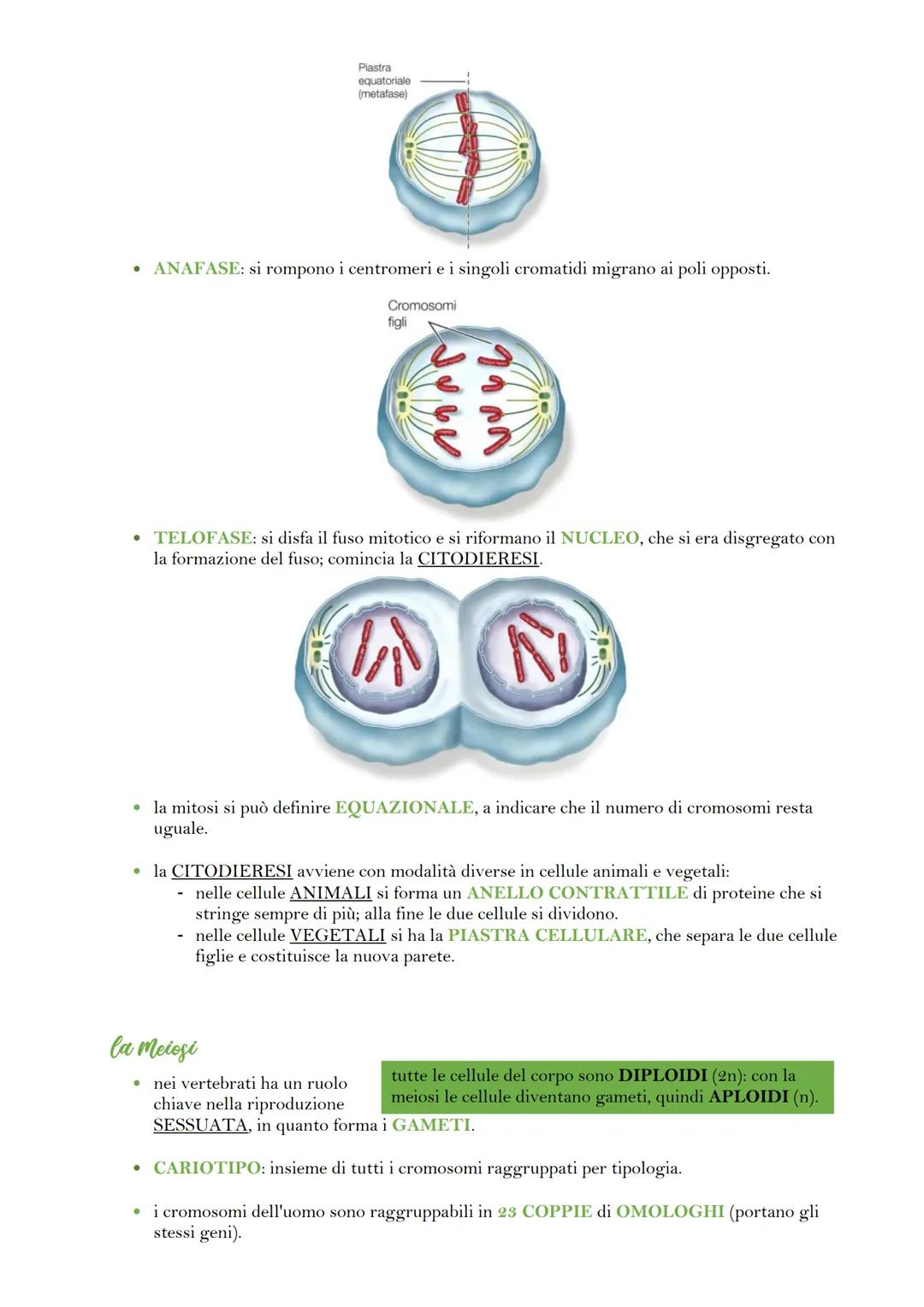 la divisione cellulare
venerdì 19 maggio 2023 17:55
• in organismi UNICELLULARI, la divisione cellulare crea un nuovo organismo; in un
organ