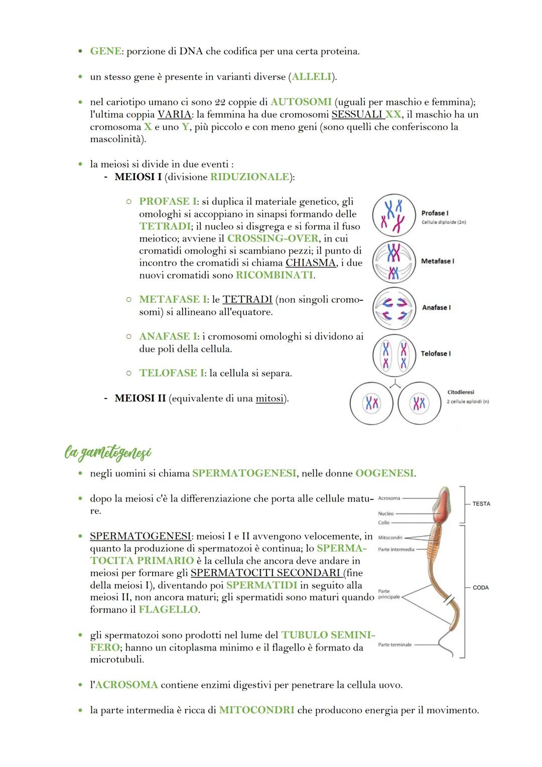 la divisione cellulare
venerdì 19 maggio 2023 17:55
• in organismi UNICELLULARI, la divisione cellulare crea un nuovo organismo; in un
organ