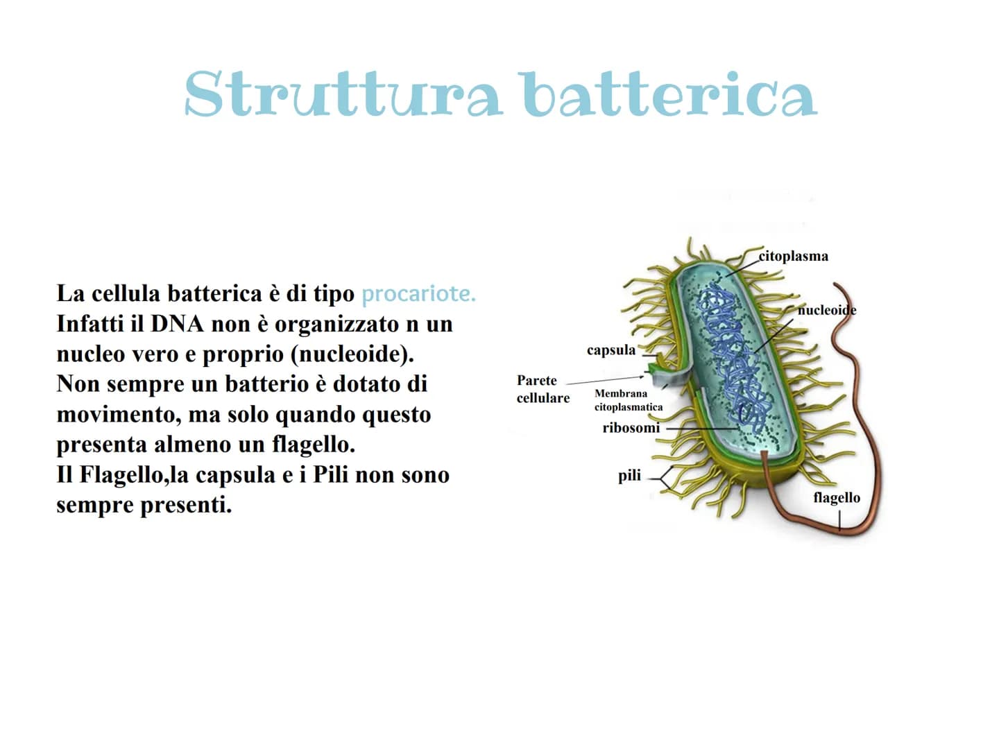 Cosa sono i batteri?
| batteri sono organismi unicellulari visibili tramite un microscopio ottico. Vivono nel
terreno,in mare e in profondit