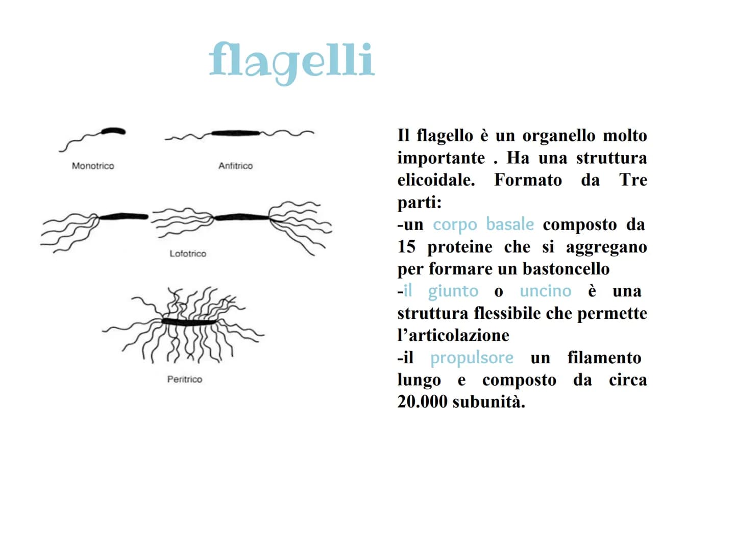 Cosa sono i batteri?
| batteri sono organismi unicellulari visibili tramite un microscopio ottico. Vivono nel
terreno,in mare e in profondit