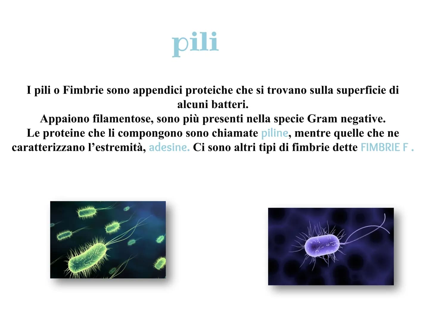 Cosa sono i batteri?
| batteri sono organismi unicellulari visibili tramite un microscopio ottico. Vivono nel
terreno,in mare e in profondit