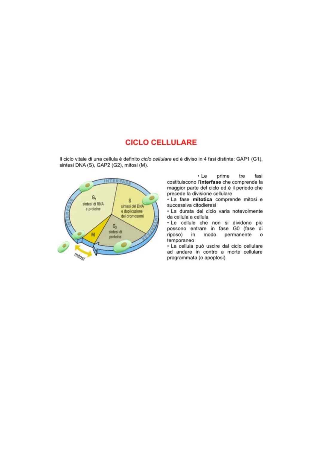 CICLO CELLULARE
Il ciclo vitale di una cellula è definito ciclo cellulare ed è diviso in 4 fasi distinte: GAP1 (G1),
sintesi DNA (S), GAP2 (