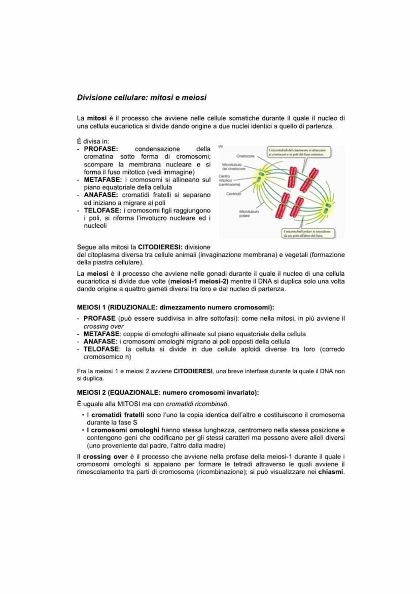 CICLO CELLULARE
Il ciclo vitale di una cellula è definito ciclo cellulare ed è diviso in 4 fasi distinte: GAP1 (G1),
sintesi DNA (S), GAP2 (