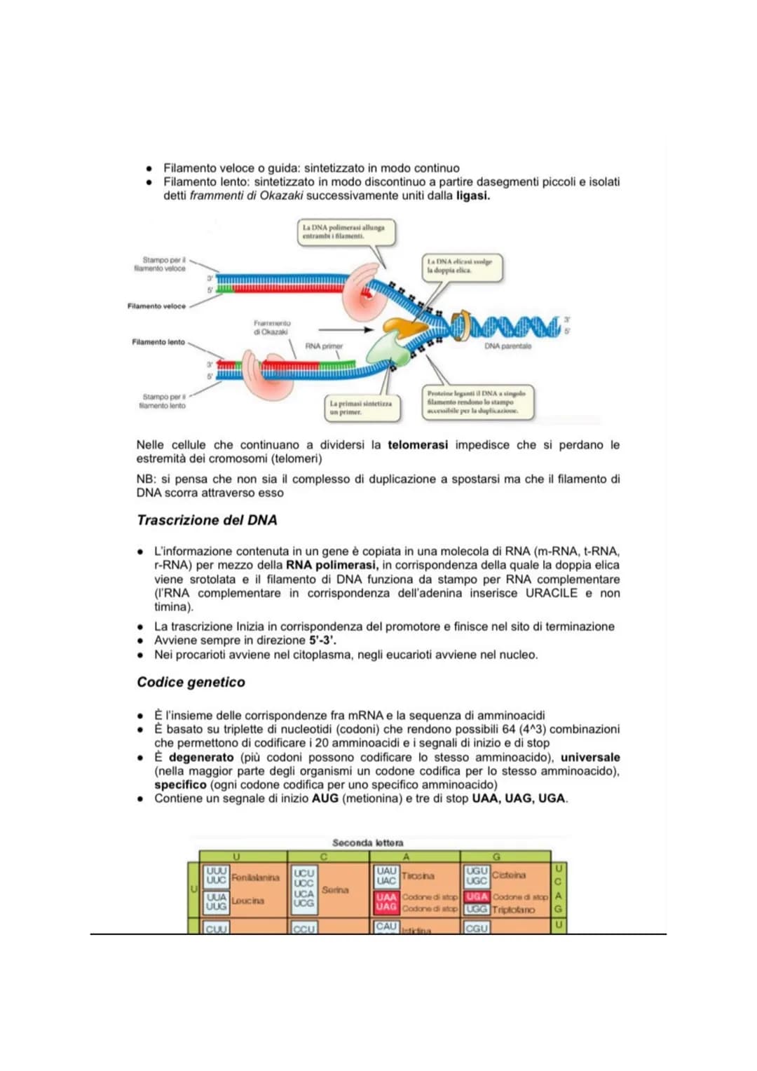 CICLO CELLULARE
Il ciclo vitale di una cellula è definito ciclo cellulare ed è diviso in 4 fasi distinte: GAP1 (G1),
sintesi DNA (S), GAP2 (