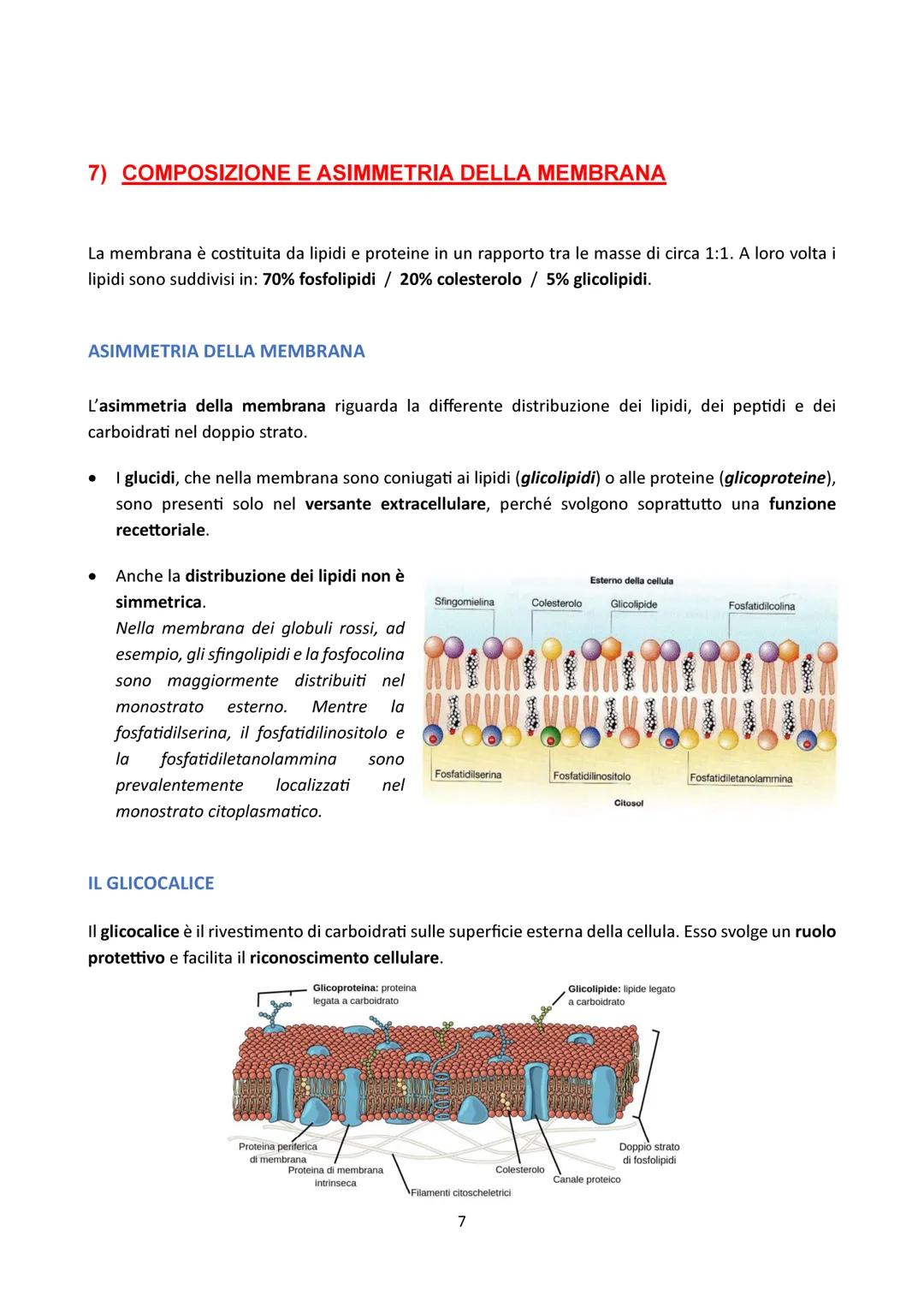 # LA MEMBRANA CELLULARE

1) FUNZIONI DELLA MEMBRANA CELLULARE

La membrana cellulare, anche chiamata membrana plasmatica o plasmalemma, è un