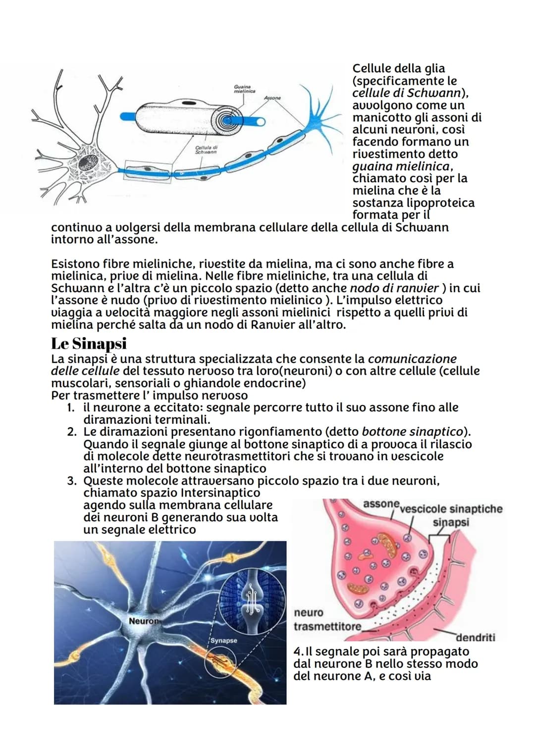IL SISTEMA NERVOSO
Da quante parti è formato ?
Sistema nervoso centrale, costituito dall'encefalo e midollo spinale,
riceve stimoli interni 