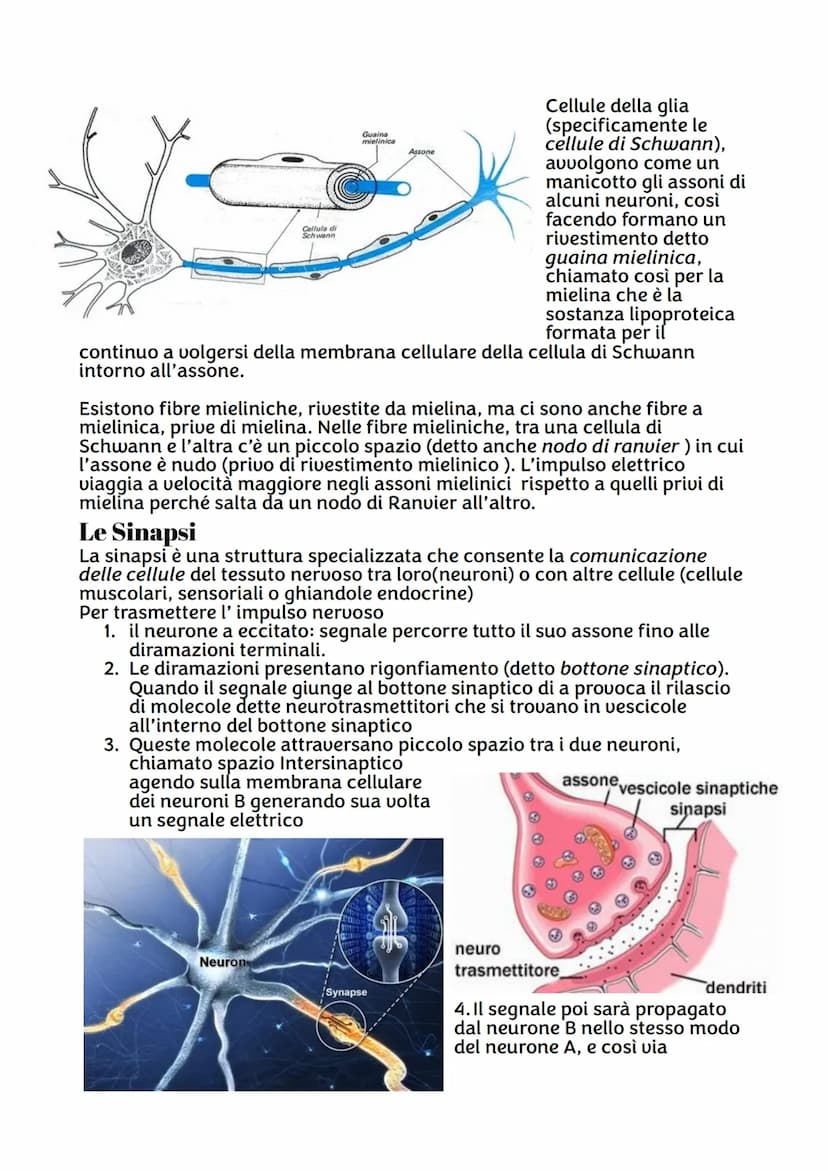 IL SISTEMA NERVOSO
Da quante parti è formato ?
Sistema nervoso centrale, costituito dall'encefalo e midollo spinale,
riceve stimoli interni 