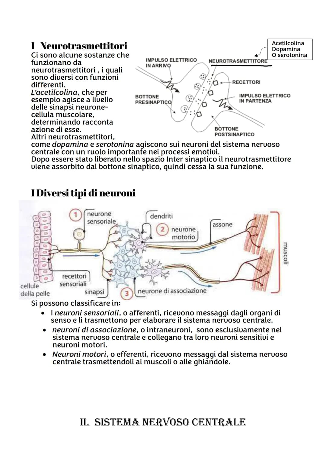 IL SISTEMA NERVOSO
Da quante parti è formato ?
Sistema nervoso centrale, costituito dall'encefalo e midollo spinale,
riceve stimoli interni 