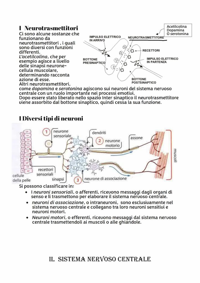 IL SISTEMA NERVOSO
Da quante parti è formato ?
Sistema nervoso centrale, costituito dall'encefalo e midollo spinale,
riceve stimoli interni 