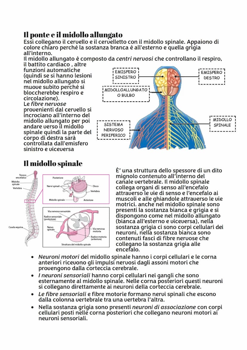 IL SISTEMA NERVOSO
Da quante parti è formato ?
Sistema nervoso centrale, costituito dall'encefalo e midollo spinale,
riceve stimoli interni 