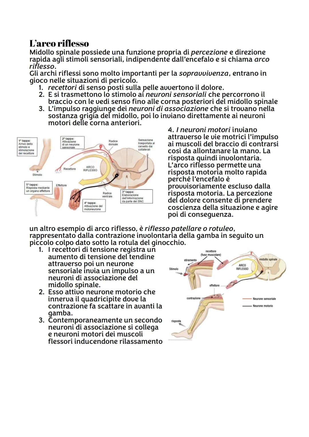 IL SISTEMA NERVOSO
Da quante parti è formato ?
Sistema nervoso centrale, costituito dall'encefalo e midollo spinale,
riceve stimoli interni 