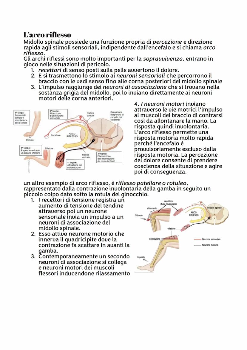 IL SISTEMA NERVOSO
Da quante parti è formato ?
Sistema nervoso centrale, costituito dall'encefalo e midollo spinale,
riceve stimoli interni 