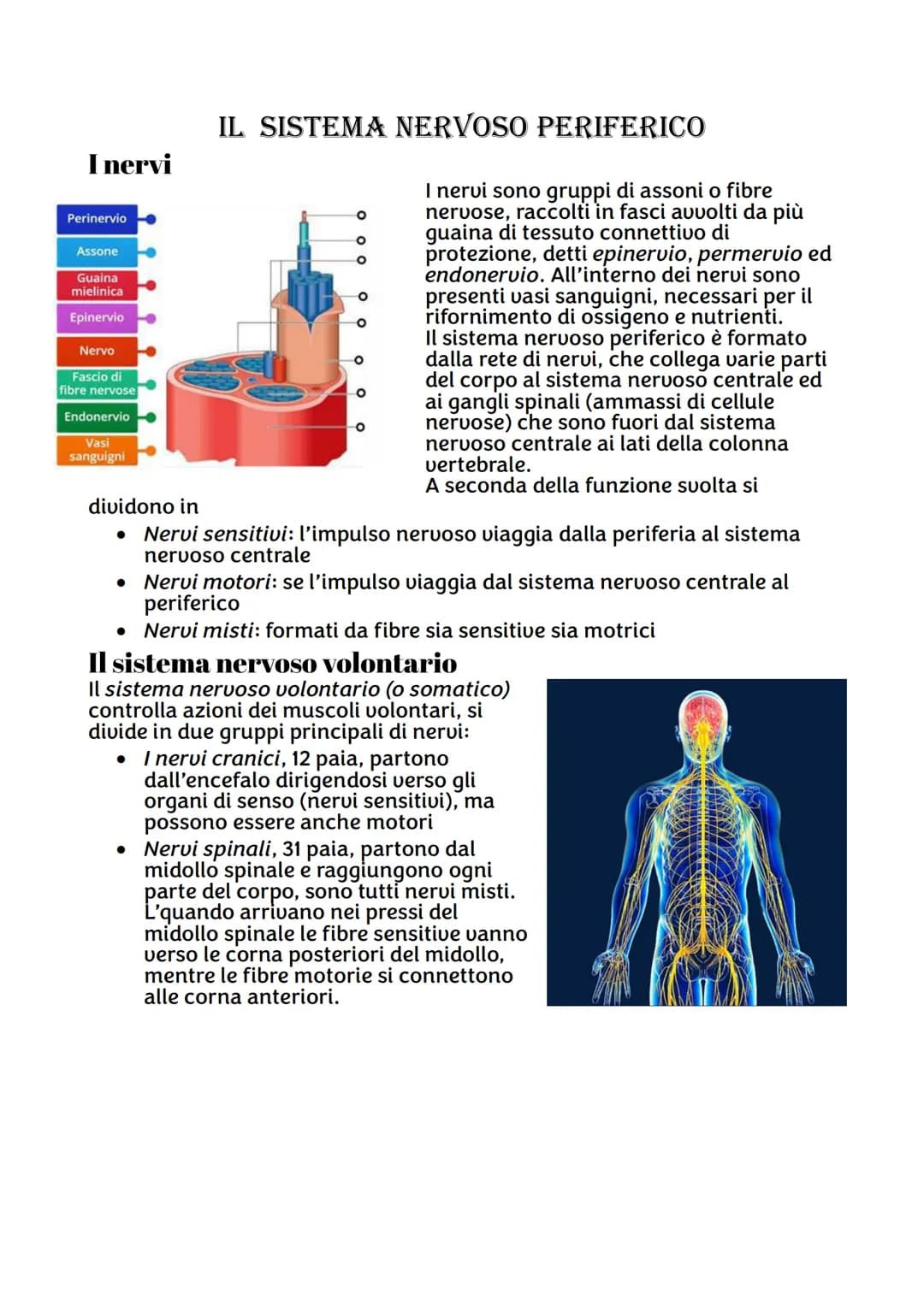 IL SISTEMA NERVOSO
Da quante parti è formato ?
Sistema nervoso centrale, costituito dall'encefalo e midollo spinale,
riceve stimoli interni 