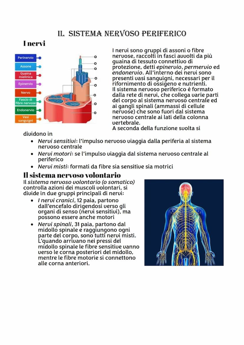 IL SISTEMA NERVOSO
Da quante parti è formato ?
Sistema nervoso centrale, costituito dall'encefalo e midollo spinale,
riceve stimoli interni 