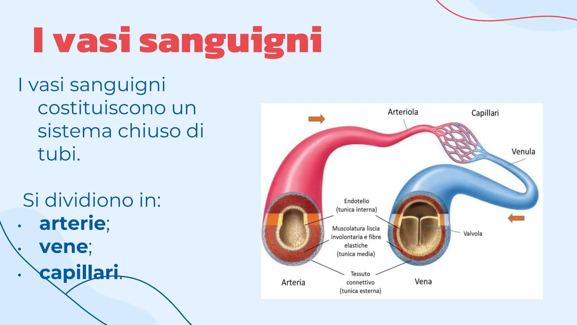 L'apparato
cardiovascolare
Come lavora il cuore.
= Indice
Introduzione
Cos'è l'apparato circolatorio
Il cuore
La sua struttura e la
funziona