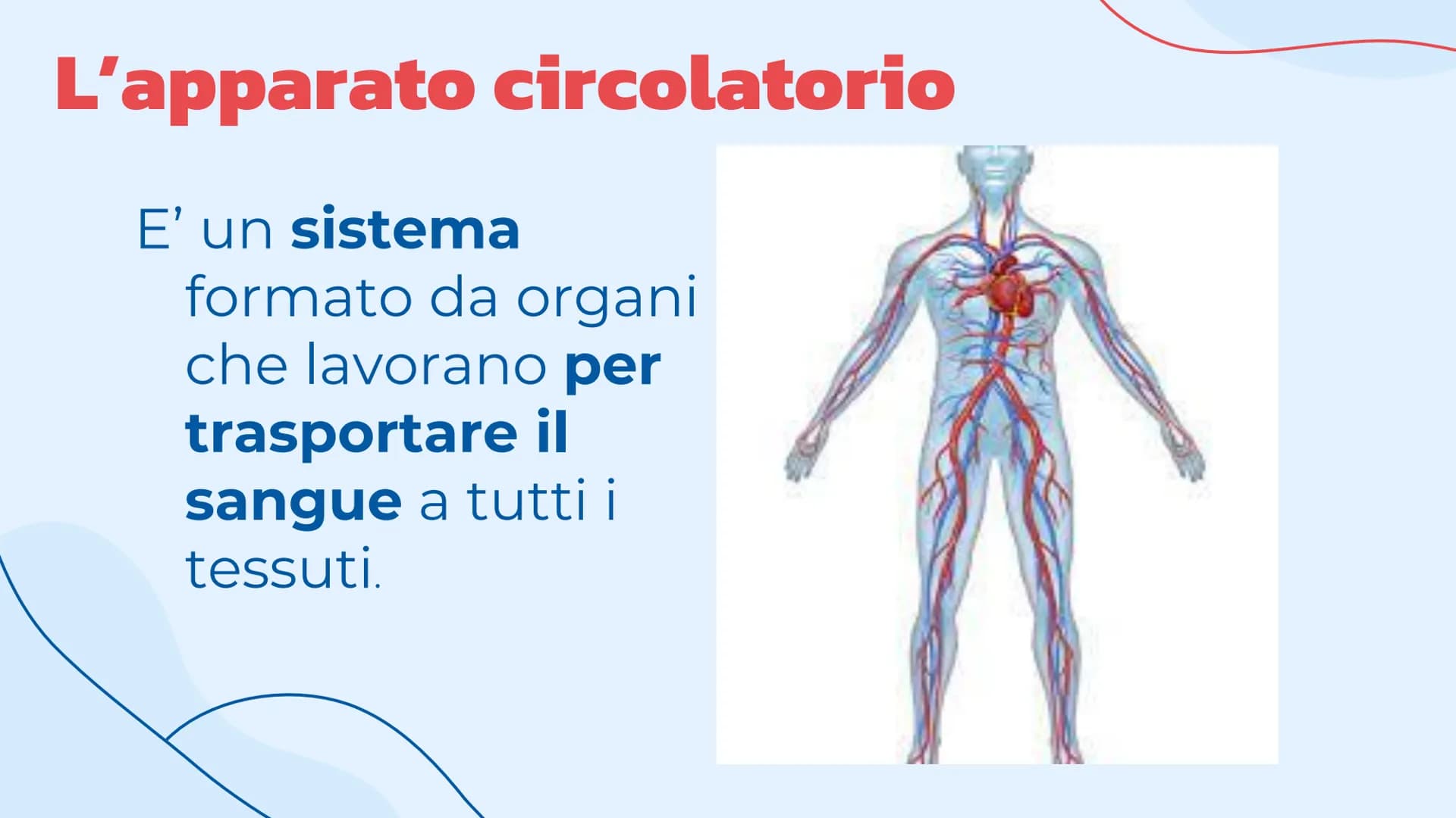 L'apparato
cardiovascolare
Come lavora il cuore.
= Indice
Introduzione
Cos'è l'apparato circolatorio
Il cuore
La sua struttura e la
funziona