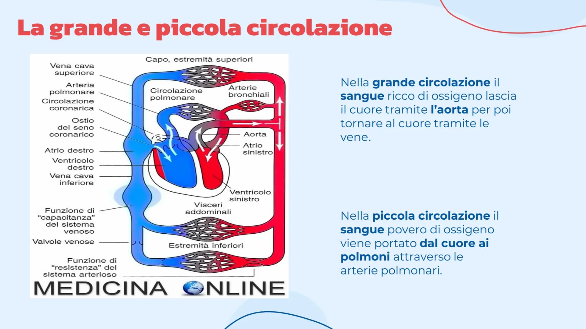 L'apparato
cardiovascolare
Come lavora il cuore.
= Indice
Introduzione
Cos'è l'apparato circolatorio
Il cuore
La sua struttura e la
funziona