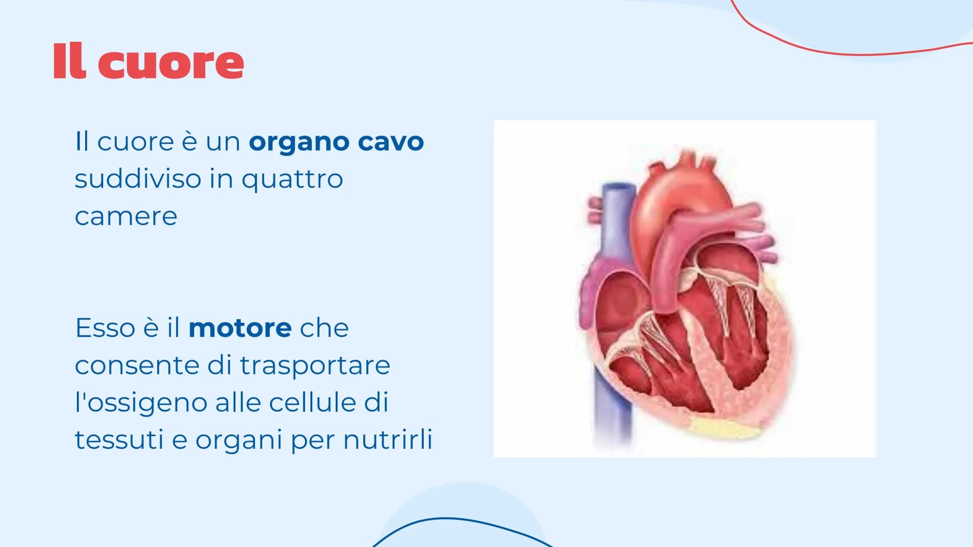 L'apparato
cardiovascolare
Come lavora il cuore.
= Indice
Introduzione
Cos'è l'apparato circolatorio
Il cuore
La sua struttura e la
funziona